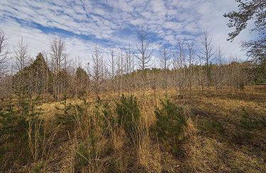 Solar facility planned for Southern MD forest comes under fire